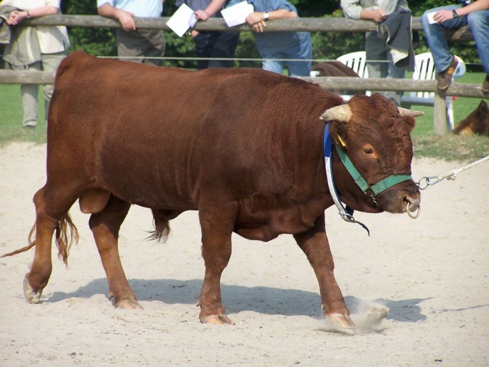 Juri vom Wellsee, geboren 2004. Bei uns im Deckeinsatz von 2005 Bis 2009 Juri vom Wellsee, geboren 2004. Bei uns im Deckeinsatz von 2005 Bis 2009