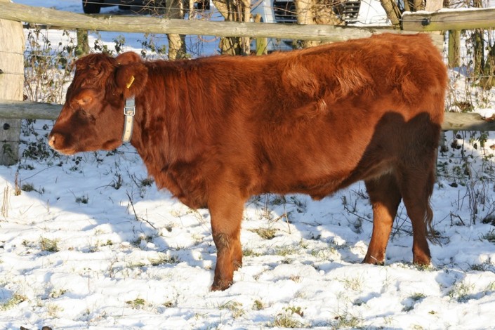 Jette, geboren 26.3.2011, kam mit 3 Wochen zu uns