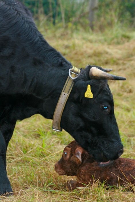 Großensee Arlette mit ihrem 1. Kalb, Großensee Arielle 2010 Großensee Arlette mit ihrem 1. Kalb, Großensee Arielle 2010