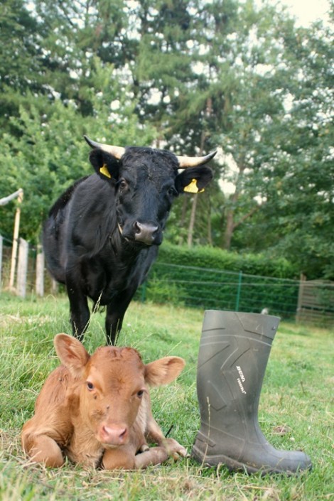 Großensee Arlette mit ihrem 1. Kalb, Großensee Arielle 2010 Großensee Arlette mit ihrem 1. Kalb, Großensee Arielle 2010