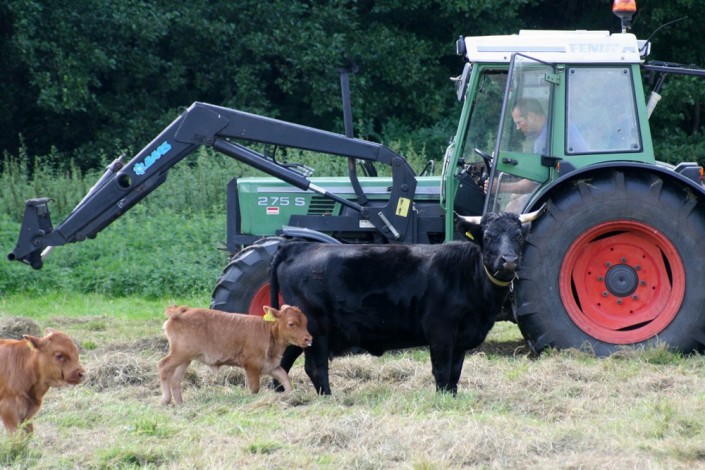 Großensee Arlette mit ihrem 1. Kalb, Großensee Arielle 2010 Großensee Arlette mit ihrem 1. Kalb, Großensee Arielle 2010