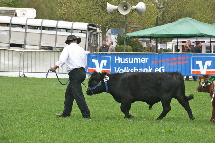 Emmas hornloser Sohn Großensee Ideus von Igel auf der Landesfleischrinderschau in Viöl 2013 Emmas hornloser Sohn Großensee Ideus von Igel auf der Landesfleischrinderschau in Viöl 2013
