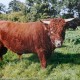 Filsenberg Pumuckel 2001