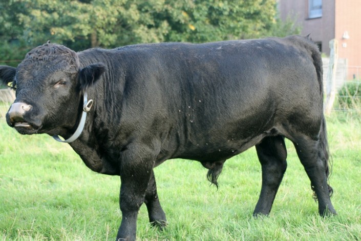 Burnside Igel, 16 Monate alt Burnside Igel, 16 Monate alt