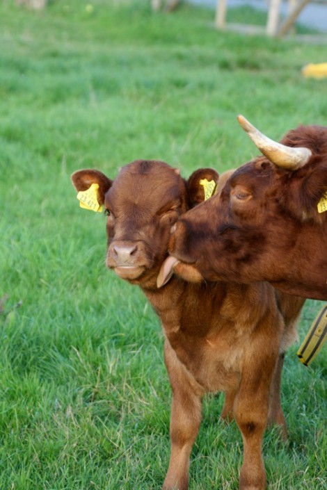 2010: Ruby vom Wellsee mit ihrem 1. Kalb 2010: Ruby vom Wellsee mit ihrem 1. Kalb