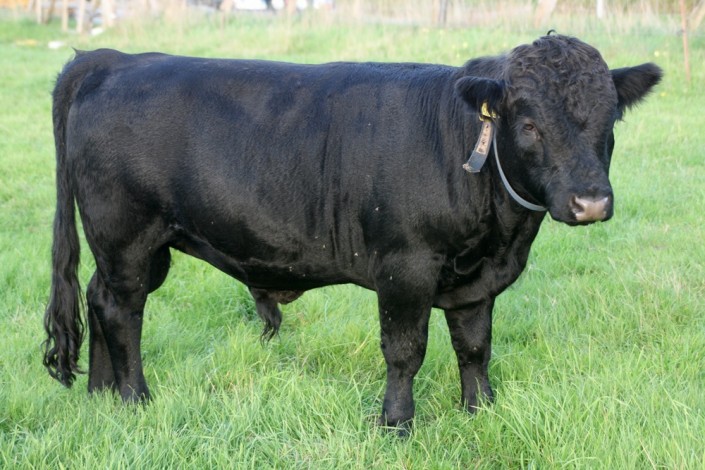 Burnside Igel, 16 Monate alt Burnside Igel, 16 Monate alt