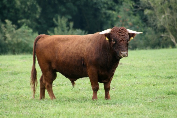 Juri vom Wellsee, geboren 2004. Bei uns im Deckeinsatz von 2005 Bis 2009 Juri vom Wellsee, geboren 2004. Bei uns im Deckeinsatz von 2005 Bis 2009