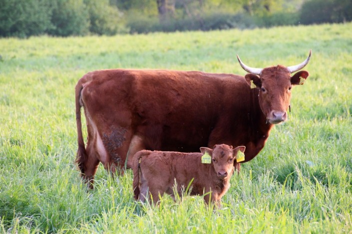 Großensee Arielle im Mai 2014 mit ihrem 3. Kalb Großensee Arielle im Mai 2014 mit ihrem 3. Kalb