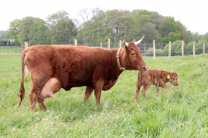 Großensee Arielle im Mai 2014 mit ihrem 3. Kalb Großensee Arielle im Mai 2014 mit ihrem 3. Kalb