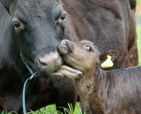 Großensee Kleine Molly mit ihrem 5 Kalb: Kleine Mo