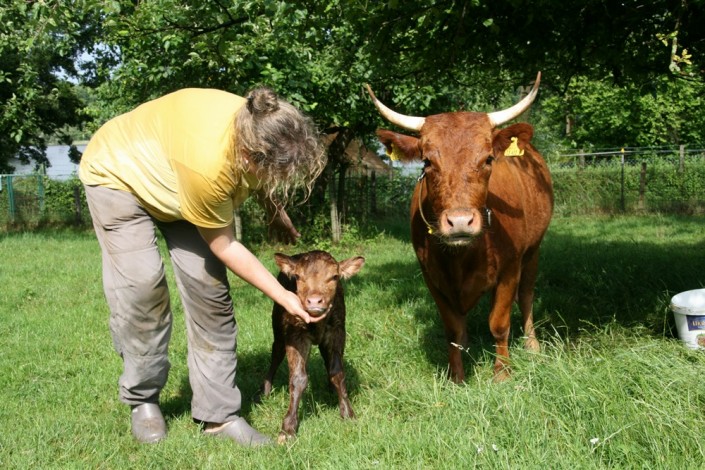 Großensee Arielle im Juni 2013 mit ihrem 2. Kalb Großensee Arielle im Juni 2013 mit ihrem 2. Kalb