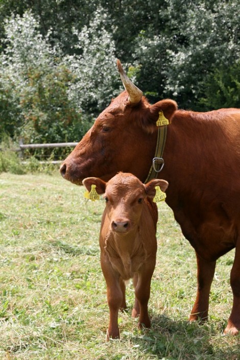 Großensee Arielle im Sommer 2013 mit ihrem 2. Kalb Großensee Arielle im Sommer 2013 mit ihrem 2. Kalb