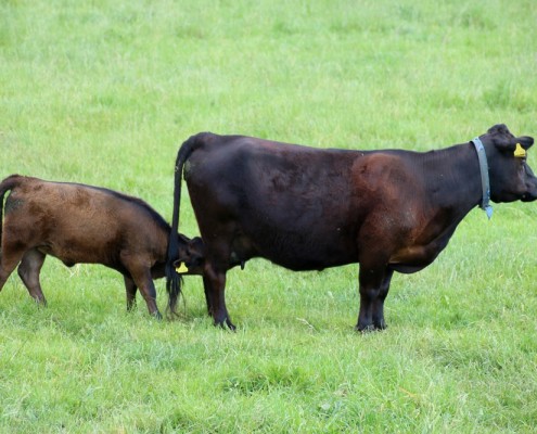 Lara mit ihrer Tochter, Großensee Libelle