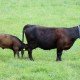 Lara mit ihrer Tochter, Großensee Libelle