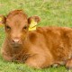Jette, geboren 26.3.2011, kam mit 3 Wochen zu uns