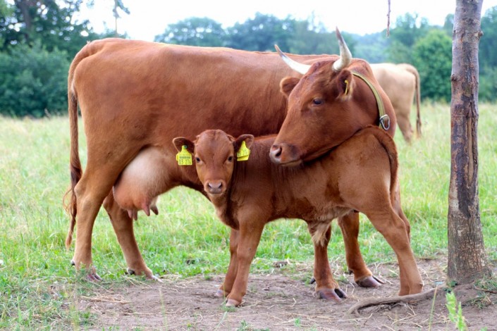 Großensee Arielle im Juni 2014 mit ihrem 3. Kalb Großensee Arielle im Juni 2014 mit ihrem 3. Kalb