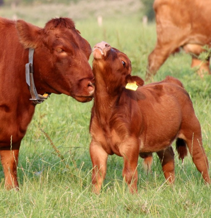 Jettes 2. Kalb Jettes 2. Kalb