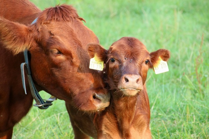 Jettes 2. Kalb Jettes 2. Kalb