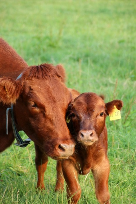 Jettes 2. Kalb Jettes 2. Kalb