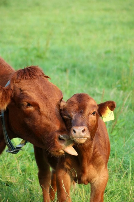 Jettes 2. Kalb Jettes 2. Kalb