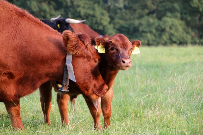 Jettes 2. Kalb Jettes 2. Kalb