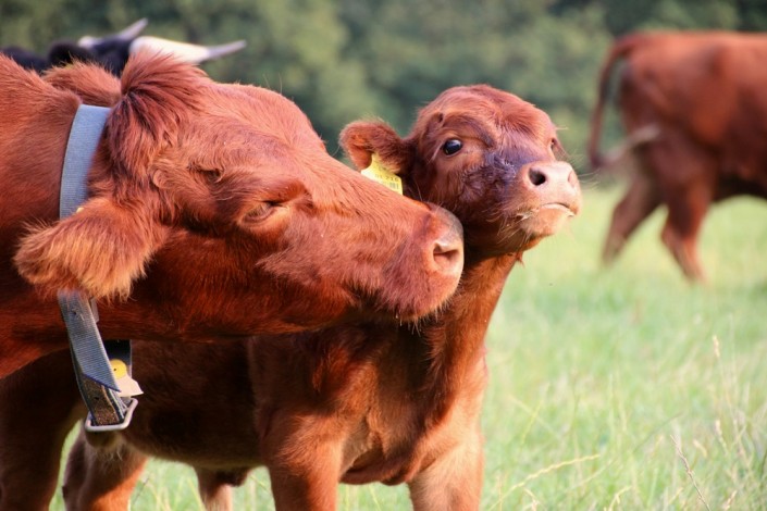 Jettes 2. Kalb Jettes 2. Kalb