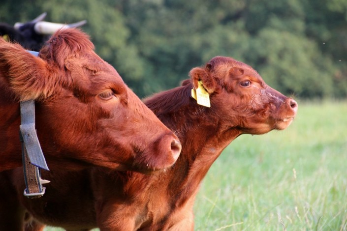 Jettes 2. Kalb Jettes 2. Kalb