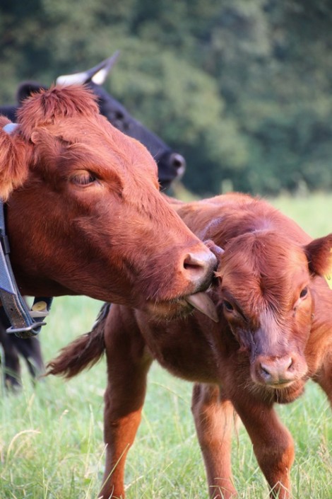 Jettes 2. Kalb Jettes 2. Kalb