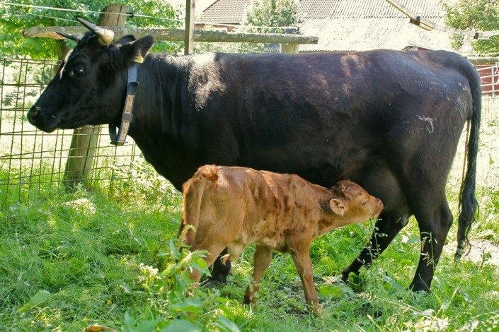Großensee Arlette mit ihrem 2. Kalb, Großensee Arion Pp 2011 Großensee Arlette mit ihrem 2. Kalb, Großensee Arion Pp 2011