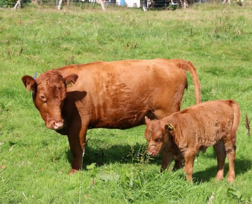 Großensee Aruba Pp mit Kalb Sam PP 2014 von Somerset PP