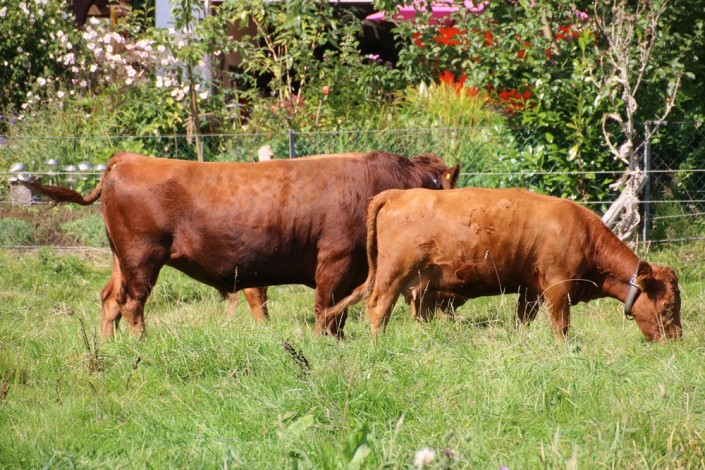 Großensee Aruba mit Somerset, beide hornlos Großensee Aruba mit Somerset, beide hornlos