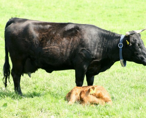 Großensee Arlette mit ihrem 2. Kalb, Großensee Arion Pp 2011