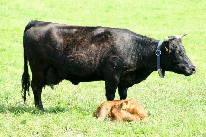 Großensee Arlette mit ihrem 2. Kalb, Großensee Arion Pp 2011 Großensee Arlette mit ihrem 2. Kalb, Großensee Arion Pp 2011