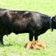 Großensee Arlette mit ihrem 2. Kalb, Großensee Arion Pp 2011