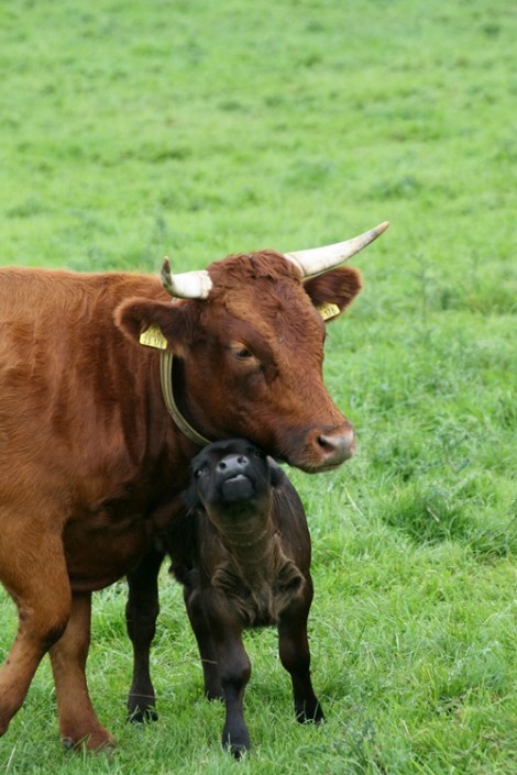 2011: Ruby mit ihrem 2. Kalb: Großensee Ivor 2011: Ruby mit ihrem 2. Kalb: Großensee Ivor
