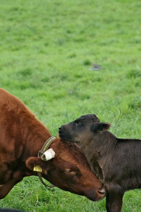 2011: Ruby mit ihrem 2. Kalb: Großensee Ivor 2011: Ruby mit ihrem 2. Kalb: Großensee Ivor