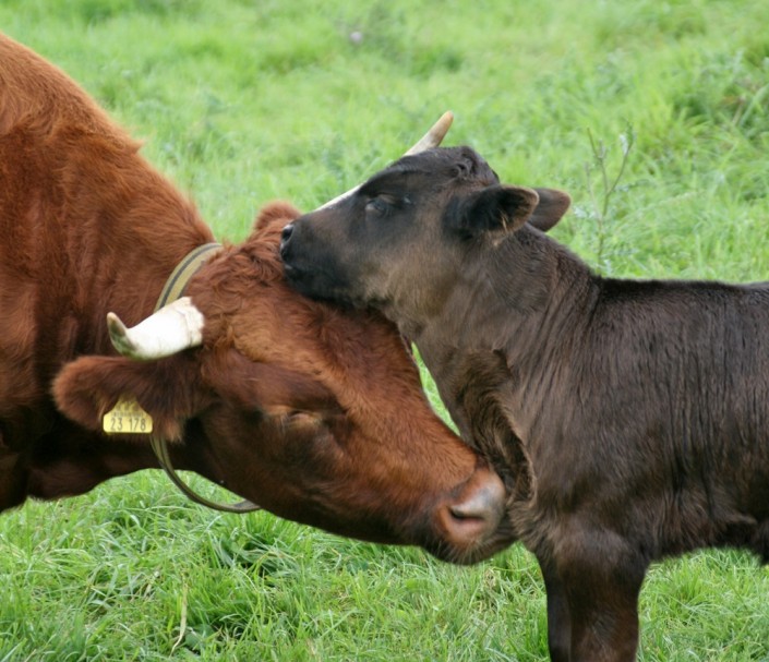 2011: Ruby mit ihrem 2. Kalb: Großensee Ivor 2011: Ruby mit ihrem 2. Kalb: Großensee Ivor
