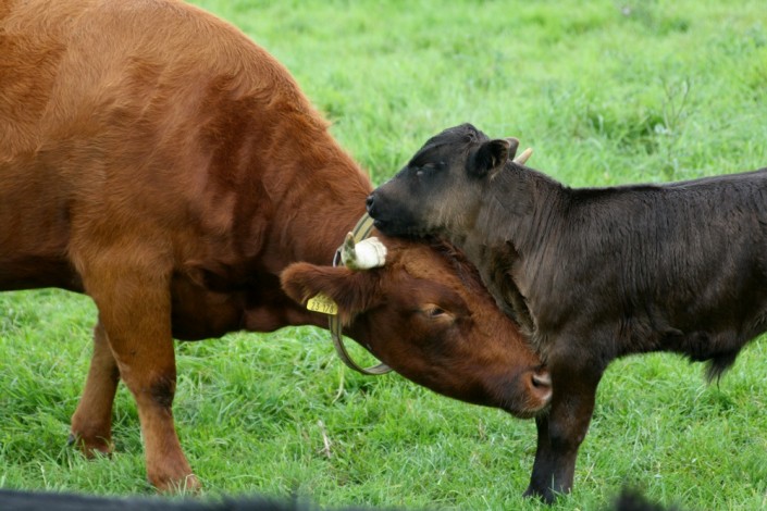 2011: Ruby mit ihrem 2. Kalb: Großensee Ivor 2011: Ruby mit ihrem 2. Kalb: Großensee Ivor