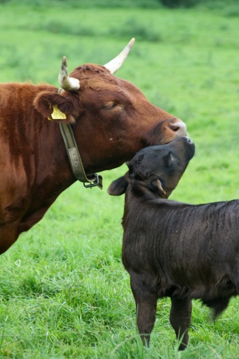 2011: Ruby mit ihrem 2. Kalb: Großensee Ivor 2011: Ruby mit ihrem 2. Kalb: Großensee Ivor