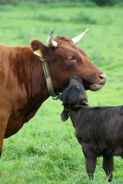 2011: Ruby mit ihrem 2. Kalb: Großensee Ivor 2011: Ruby mit ihrem 2. Kalb: Großensee Ivor