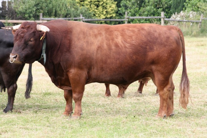Juri vom Wellsee, geboren 2004. Bei uns im Deckeinsatz von 2005 Bis 2009 Juri vom Wellsee, geboren 2004. Bei uns im Deckeinsatz von 2005 Bis 2009