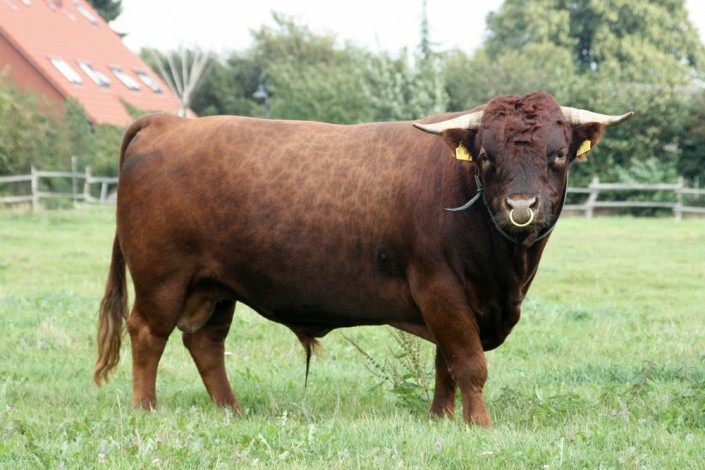 Juri vom Wellsee, geboren 2004. Bei uns im Deckeinsatz von 2005 Bis 2009 Juri vom Wellsee, geboren 2004. Bei uns im Deckeinsatz von 2005 Bis 2009