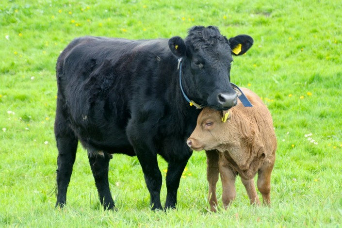Righteous mit ihrem 2. Kalb, Großensee Iggy Righteous mit ihrem 2. Kalb, Großensee Iggy
