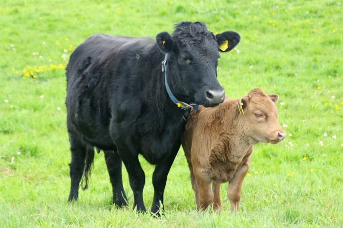 Righteous mit ihrem 2. Kalb, Großensee Iggy Righteous mit ihrem 2. Kalb, Großensee Iggy