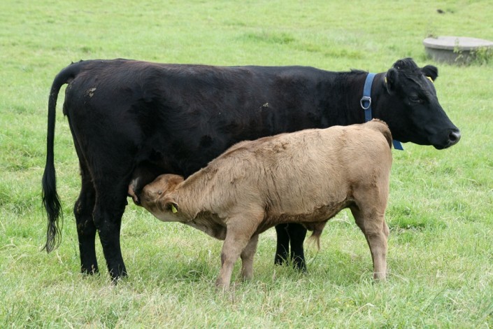 Righteous mit ihrem 2. Kalb, Großensee Iggy Righteous mit ihrem 2. Kalb, Großensee Iggy