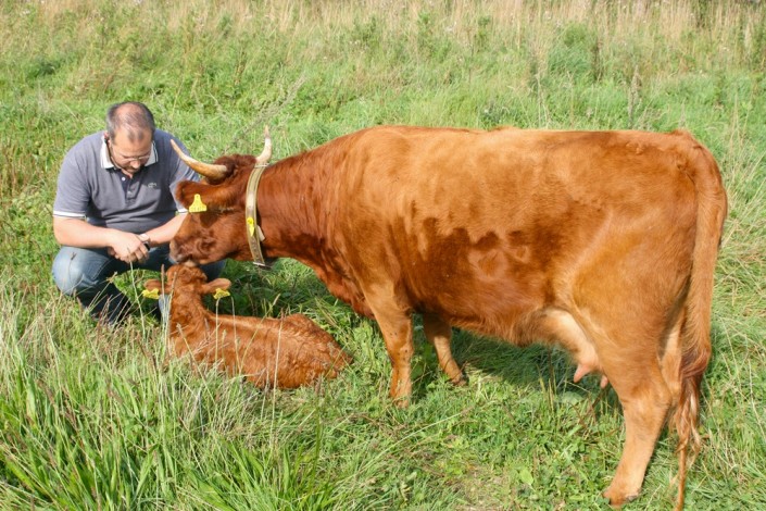 August 2012 – Arielles erstes Kalb Großensee Kelly August 2012 - Arielles erstes Kalb Großensee Kelly