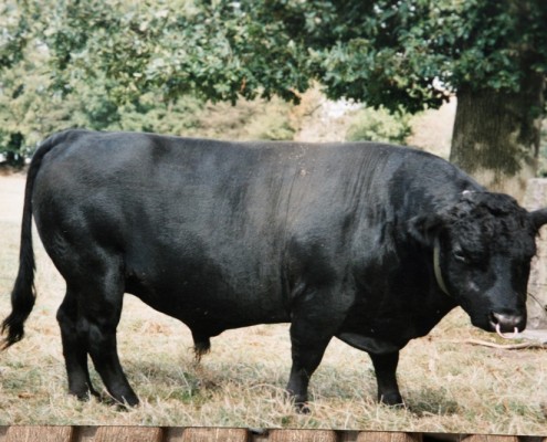 Der dänische Bulle Lee Morgan auf Fehmarn