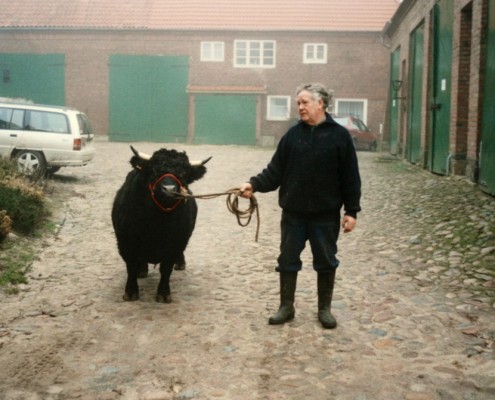 unser erster Dexterbulle: Weide Tango, geboren 1991, im Deckeinsatz 1993 bis 1996